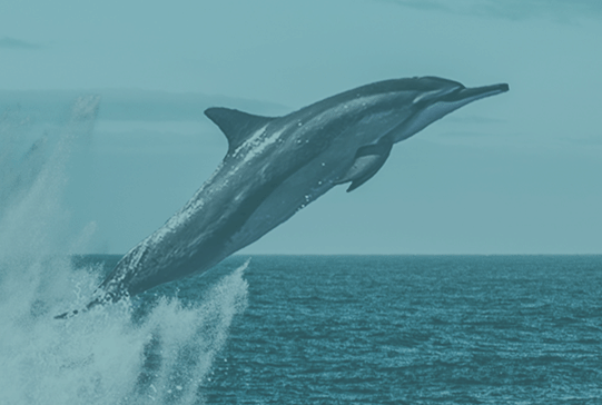 UNEP FI and Finance for Biodiversity Foundation begin collaboration on biodiversity portfolio targets