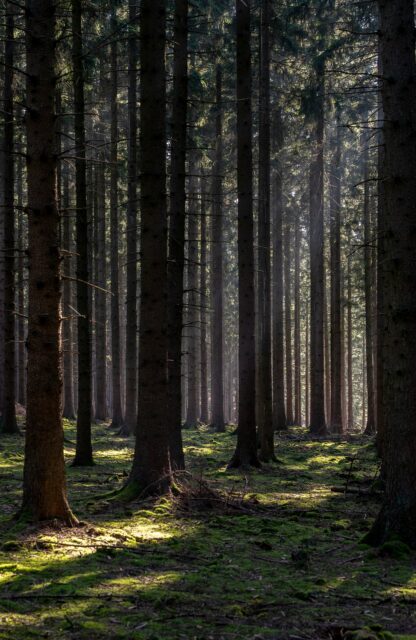 Image of trees in the forest with the sun shining on them